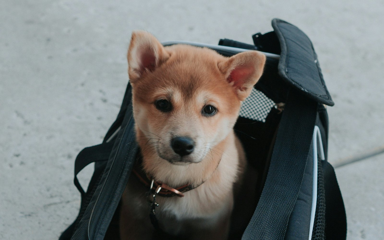 What to Pack for Dog Boarding: The Night-Before Checklist
