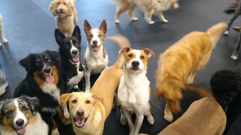 4 Paws Pet Resort & Activity Center