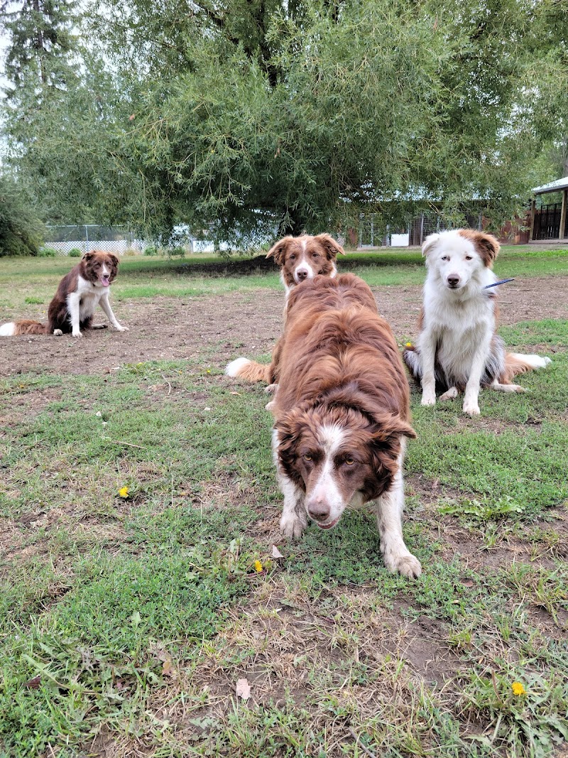 4 Pawz Pet Retreat