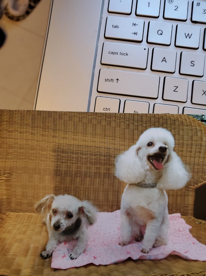 A Dog E Spa & Resort