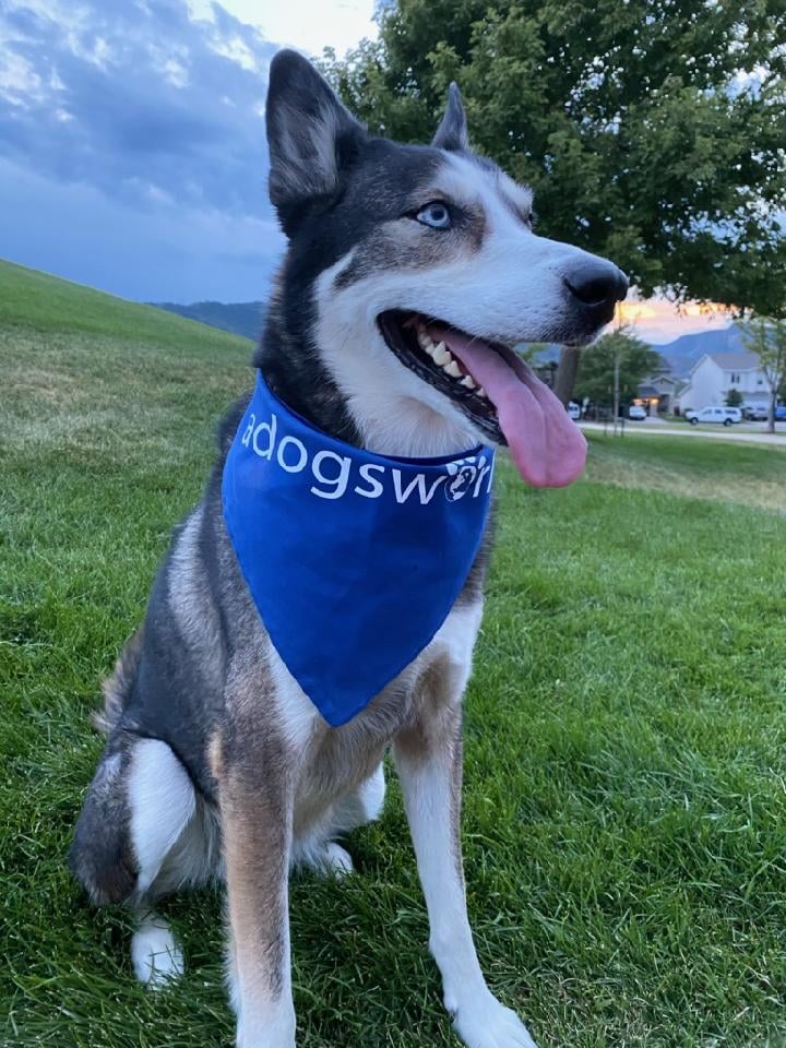 A Dog's World