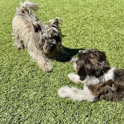 ABC Dog Training | Boarding, Grooming, & Daycare