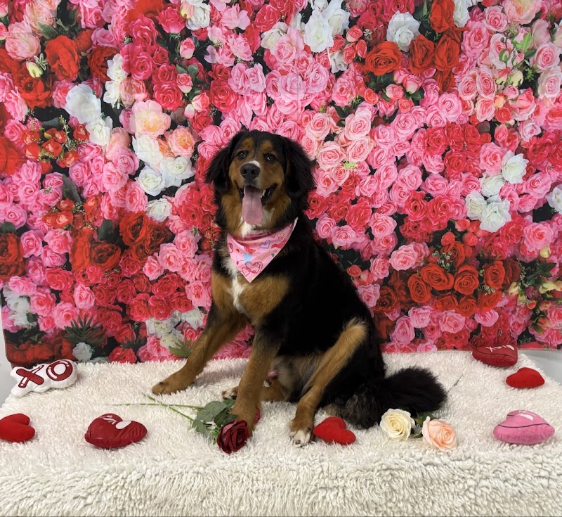 ABC Pet Resort & Spa
