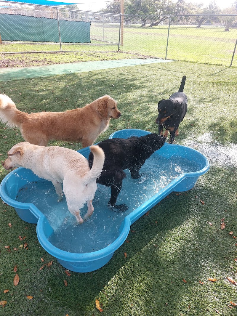 Ace Pet Resort