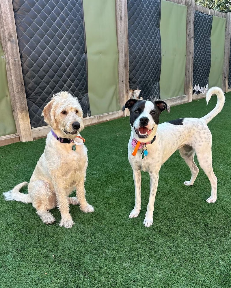 ADOGO Pet Hotel Minnetonka, MN