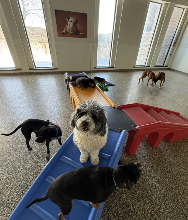 ADOGO Pet Hotel - MSP Airport
