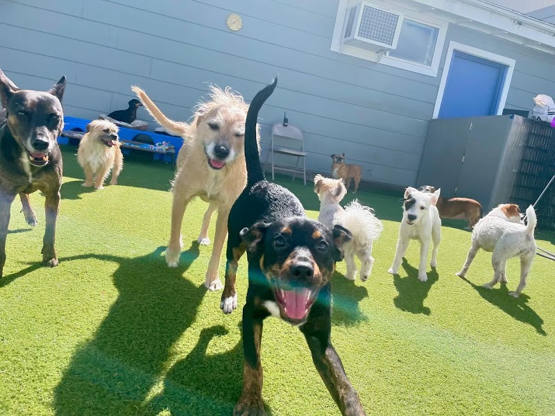 Albany Pet Hotel