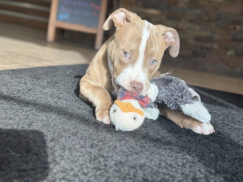 All American Pet Resorts North Brunswick