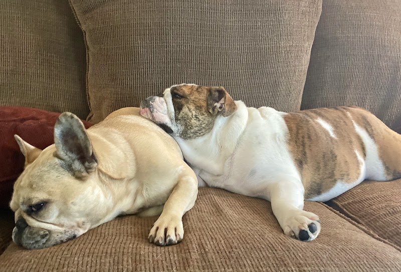 All American Pet Resorts Rochester Hills