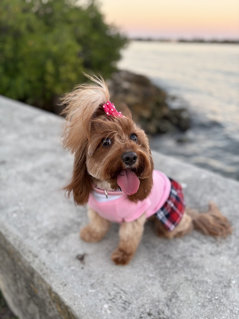 All Dogs Rock and Cats Too!