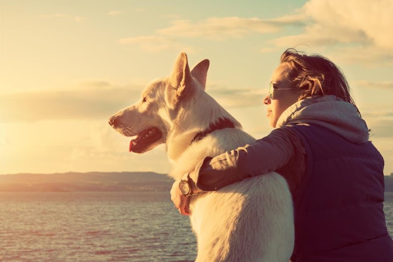 All Seasons Pet Resort