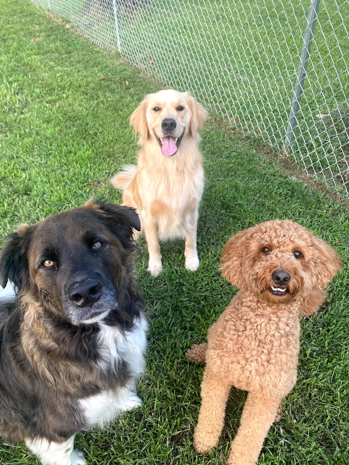 Almost Home Pet Retreat & Doggie Day Care