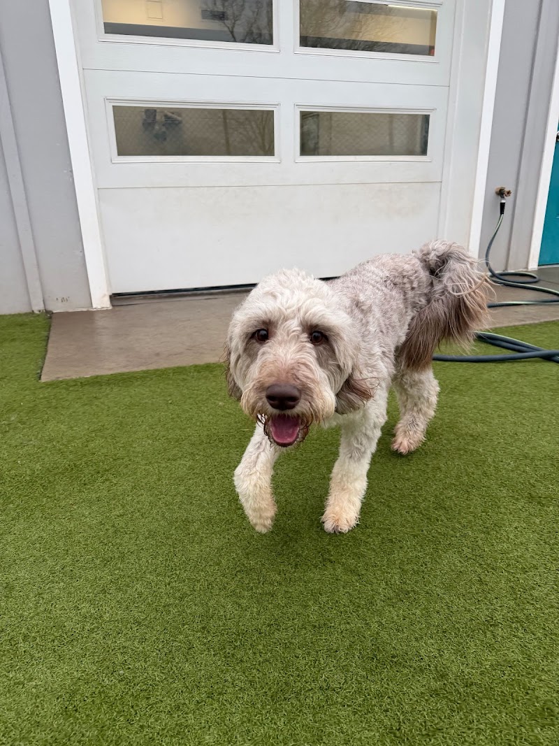 Alpha Pet Resort
