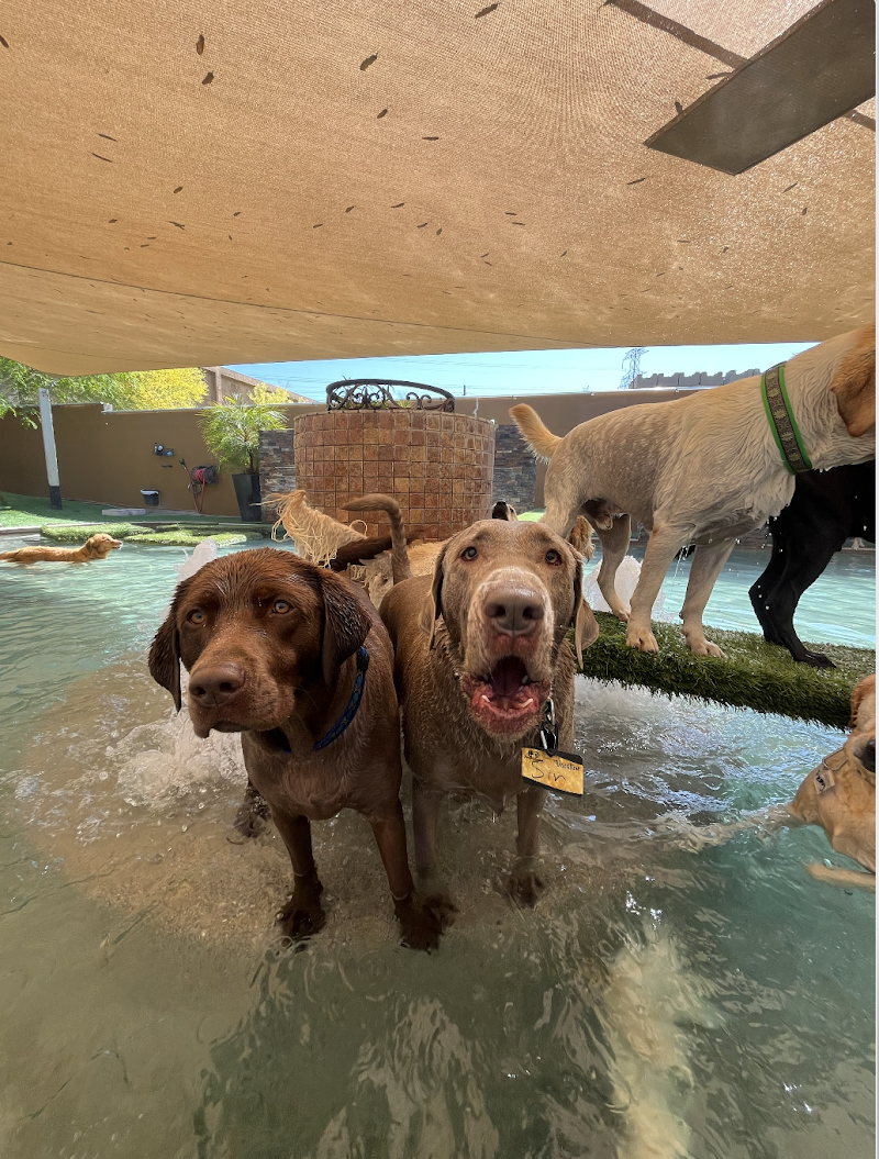 Always Unleashed Pet Resort