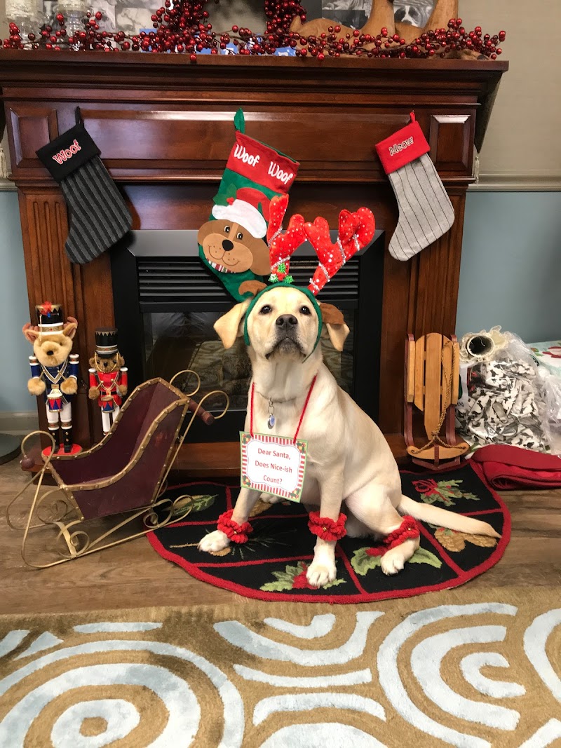 American Pets Inn
