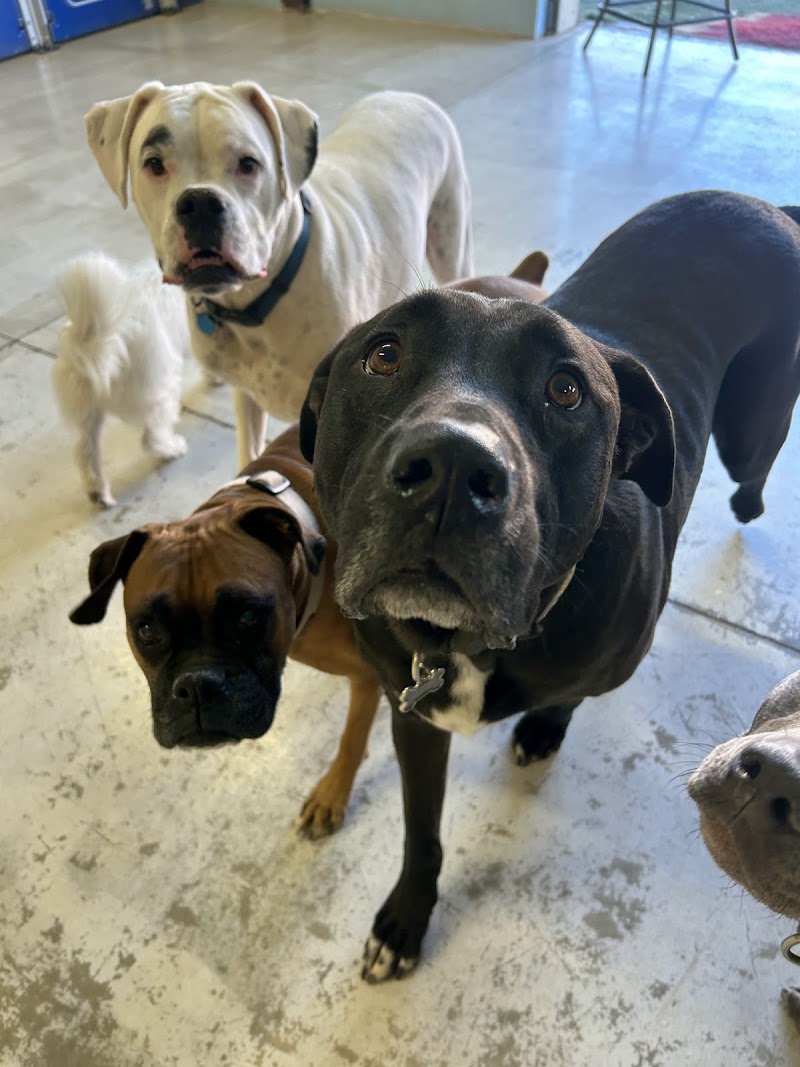 Bark Canine Club & Resort