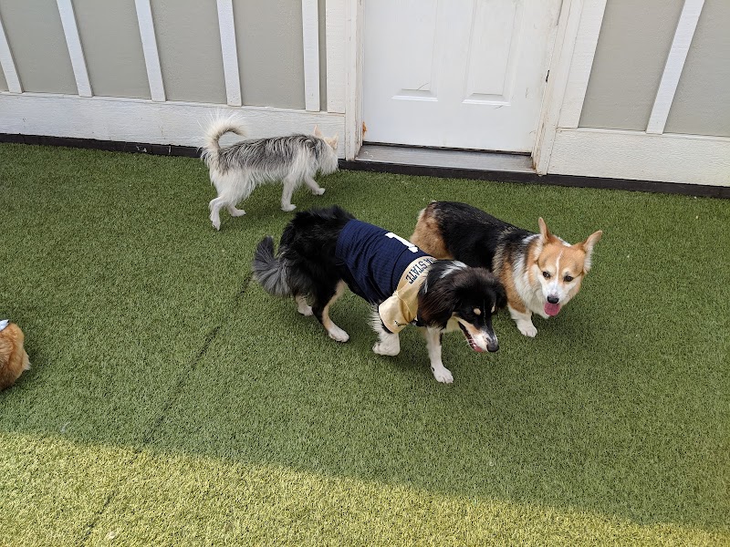 Bark City Pet Resort