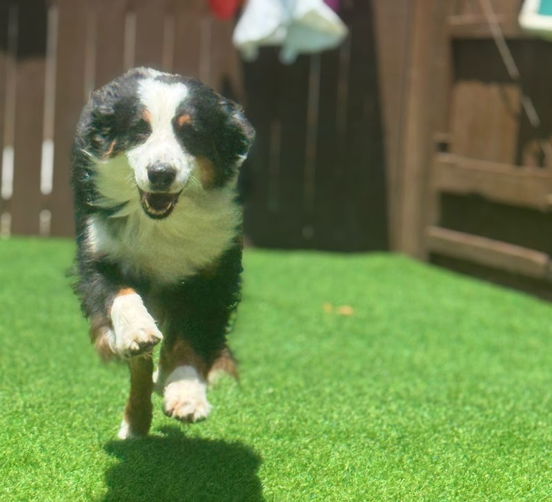 Bark Mountain Pet Resort