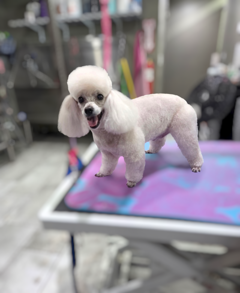 Bark Pet Resort