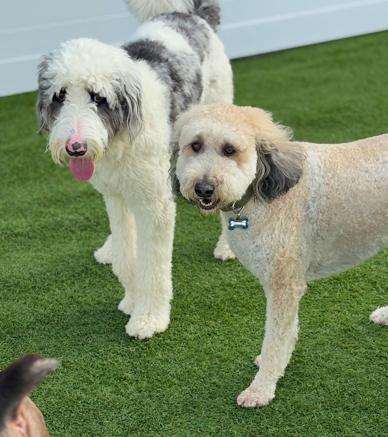 Barkgata Luxury Dog Hotel, Daycare & Spa