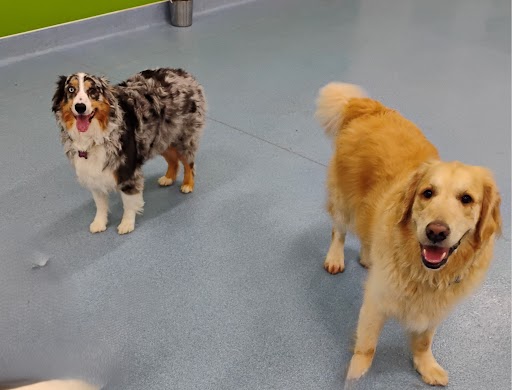 Barking Hound Village Sandy Springs