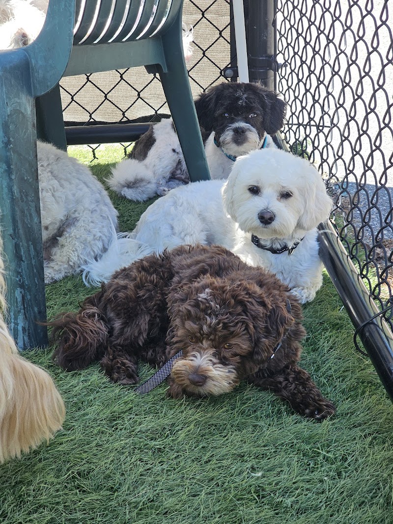 Barkingham Palace Doggie Daycare , Boarding , Grooming and Training