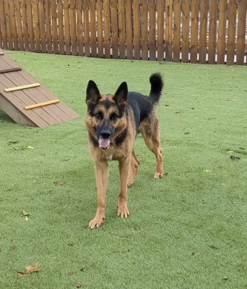 Barks & Wildlife Retreat