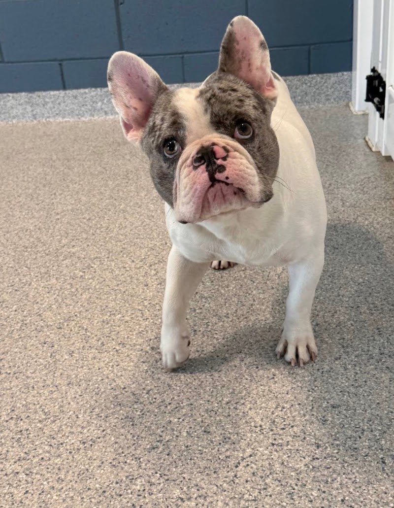 Bay Paws Pet Resort - Trinity