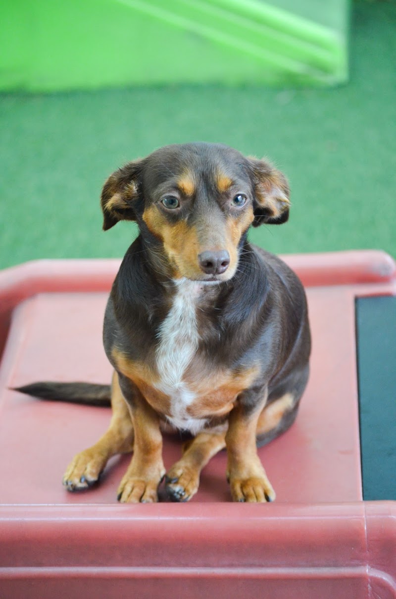 Bayside Pet Resort