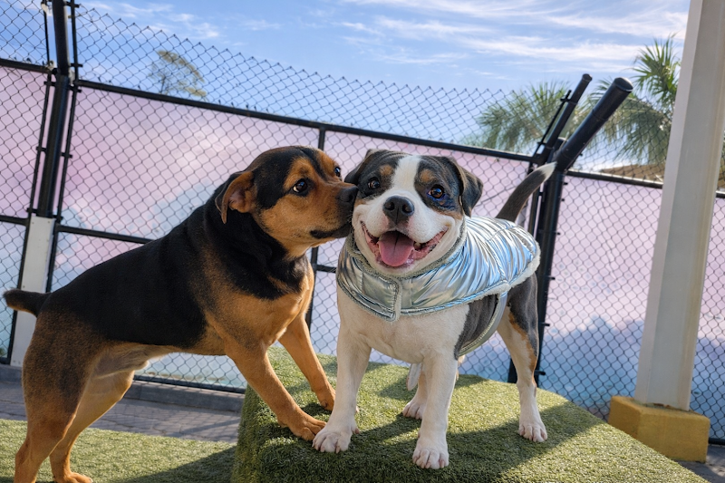 Beaches Jet Set Pets