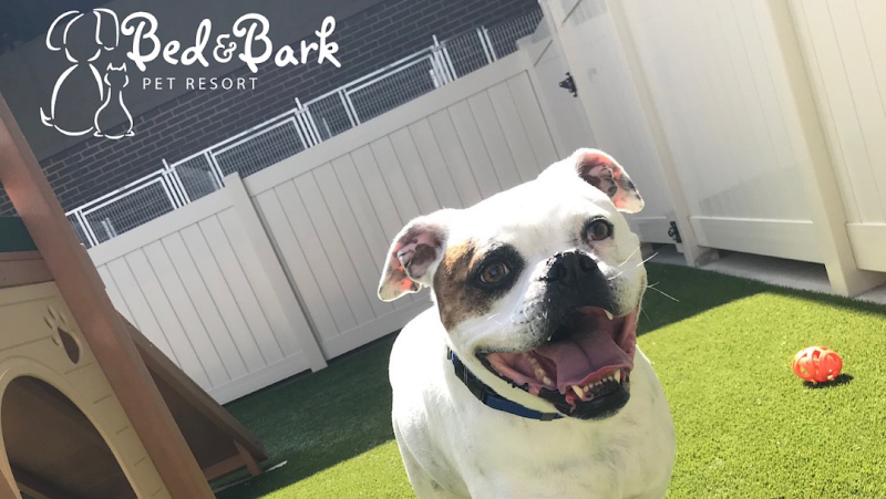 Bed and Bark