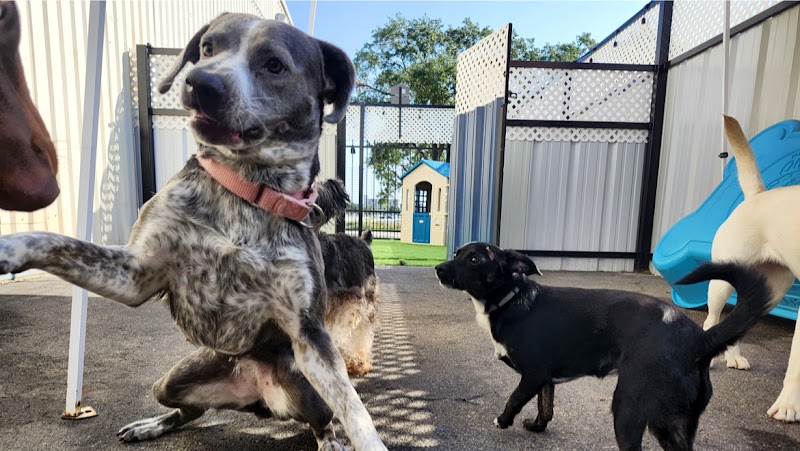 Bellaire Pet Lodge
