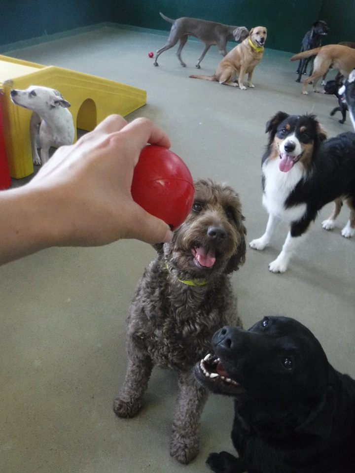 Best In Show Pet Resort
