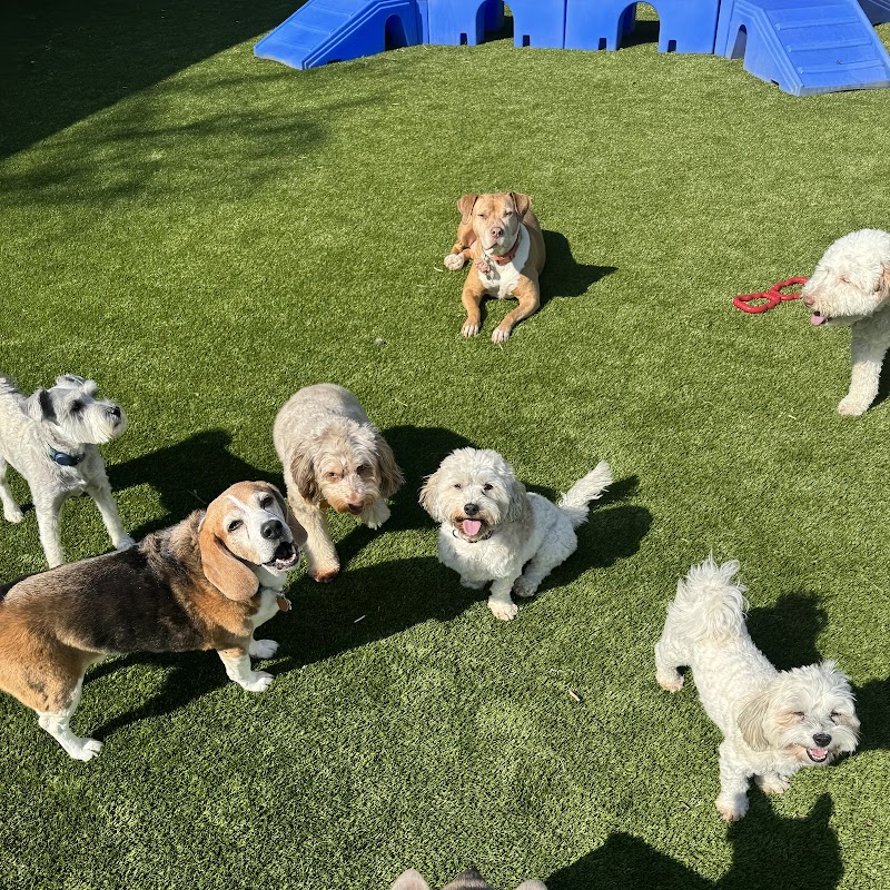 Best Little Dog House in Georgia