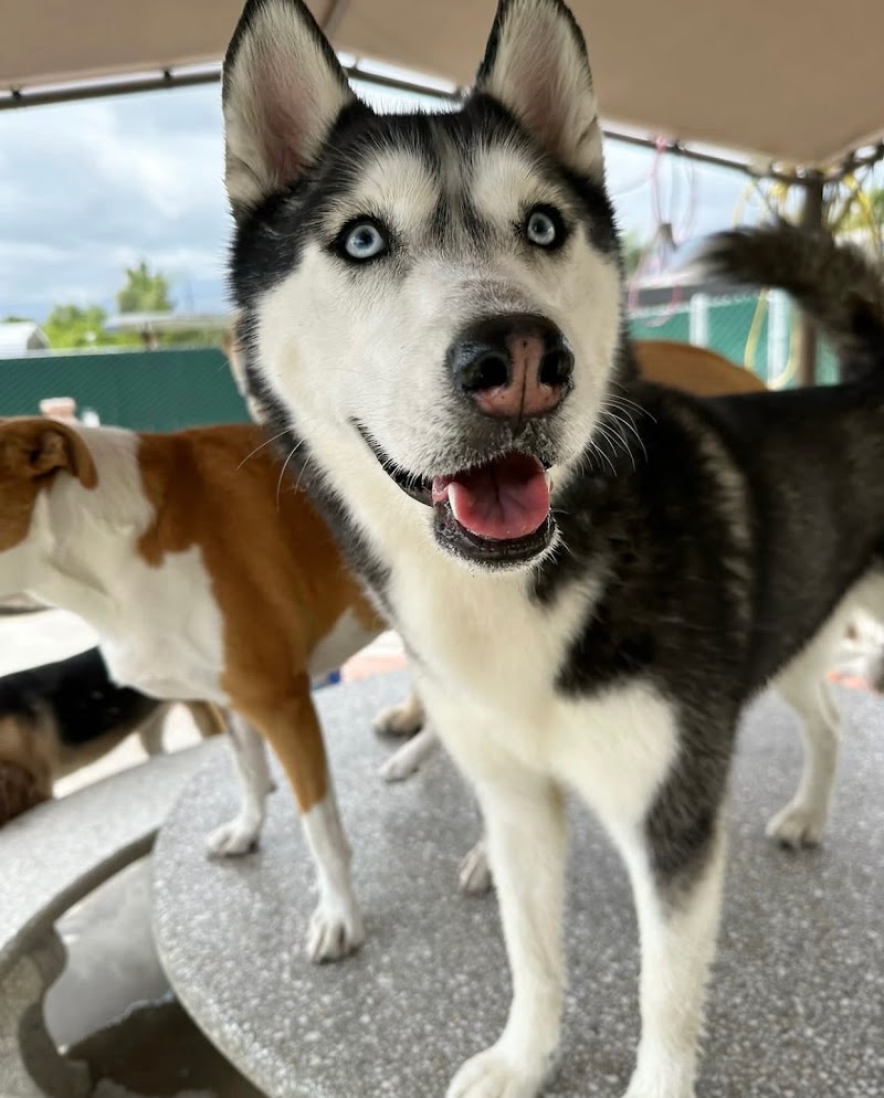 Better K9 Pet Resort