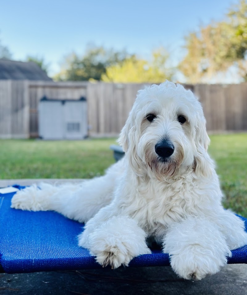 Blessed Paws Luxury Pet Resort