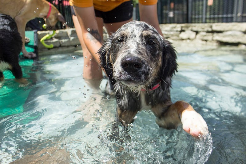 BloomingPaws Clinic Resort & Spa