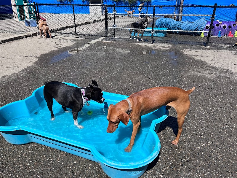 Blue Collar Doghouse
