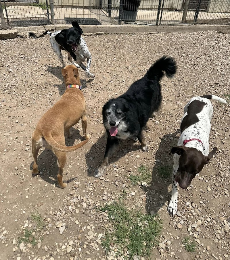 Bobbi Colorado's Canine Camp