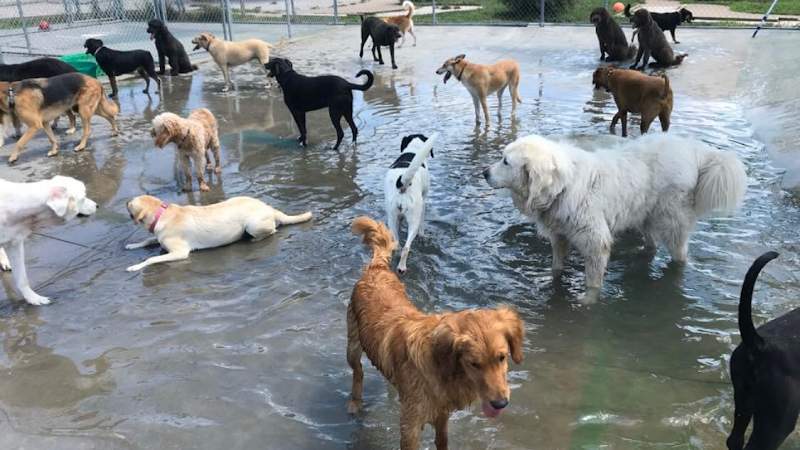 Bow Wow Pet Resort LLC