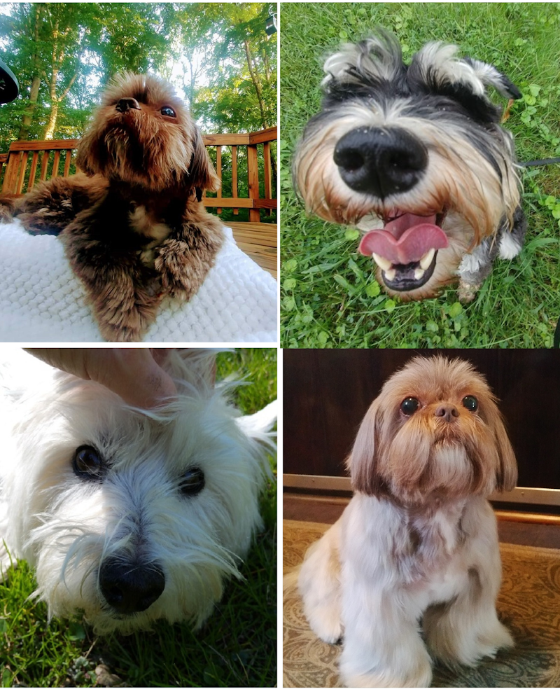Bowie Boarding Retreat for Small Dogs