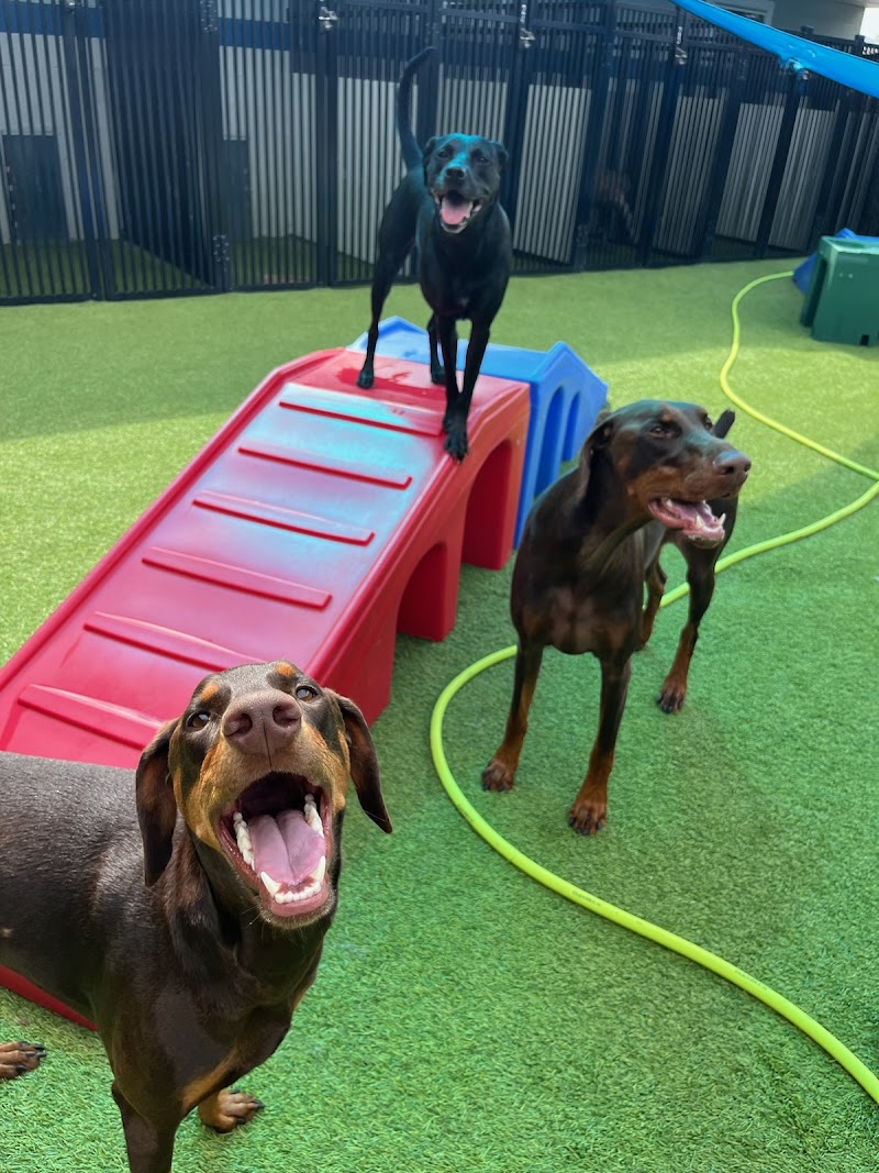 Brewster’s Bark and Bed