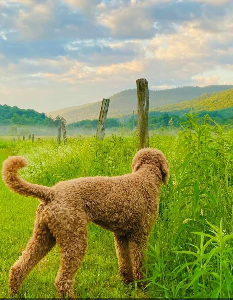 Brook Run Dog Retreat
