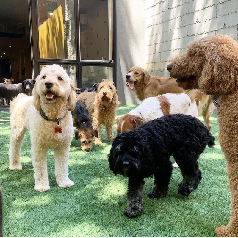 Brooklyn Pawffice