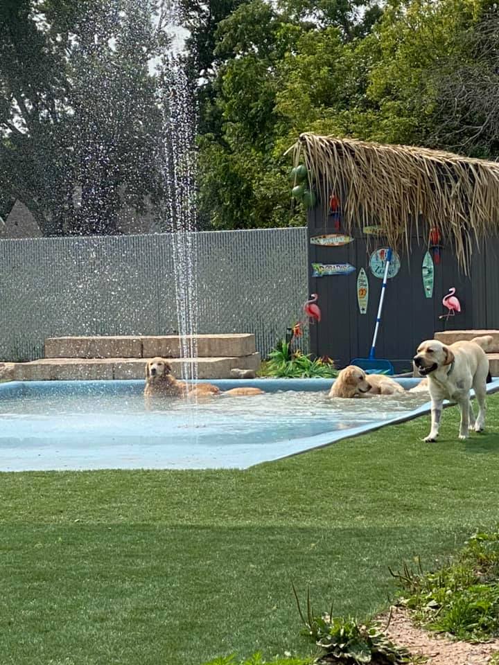 Buster's Buddies Dog Daycare, Grooming and Boarding