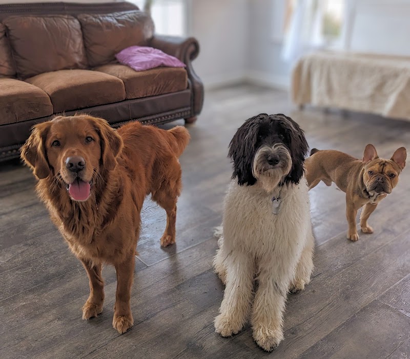 Cage Free Doggy Hotel, Roswell, Atlanta