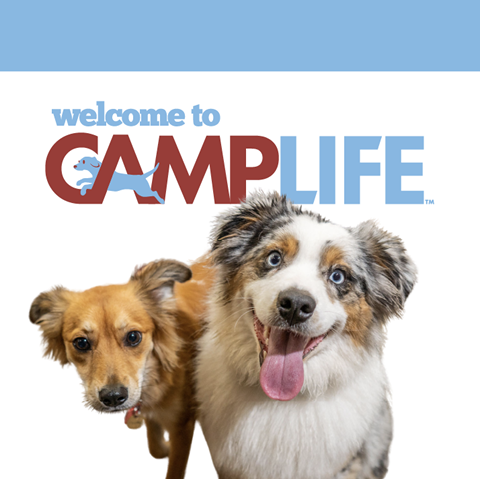 Camp Bow Wow Hicksville
