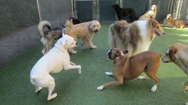 Camp Canine
