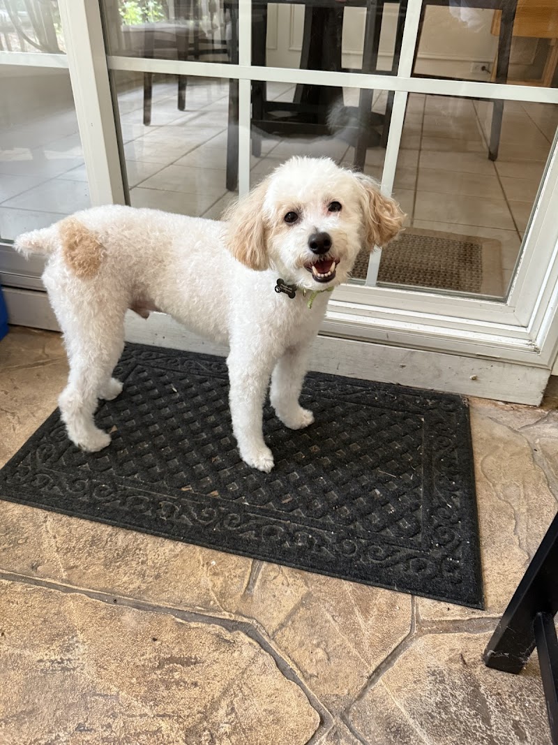 Camp Green Dog & Doggie Daycare