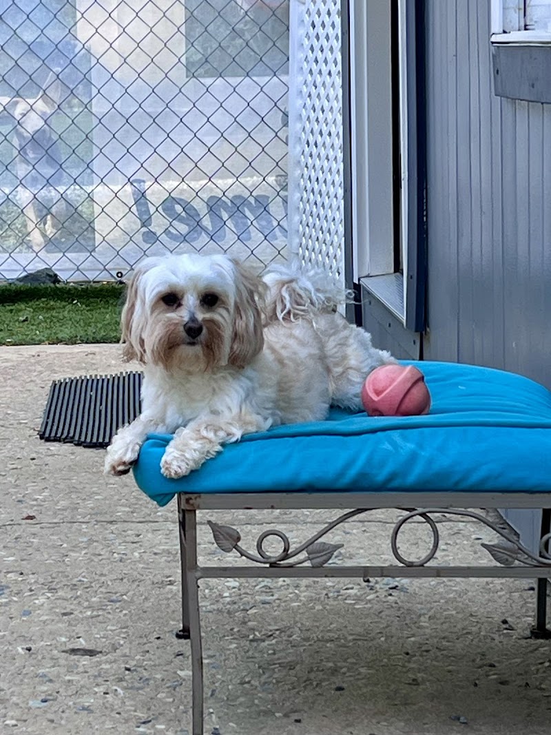 Camp Happy Dog LLC